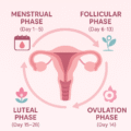 "Infographic explaining menstruation and menstrual cycle phases including menstrual phase, follicular phase, ovulation phase, and luteal phase with uterus illustration."