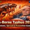 Flea-borne typhus symptoms rash fever spread and prevention guide 2026